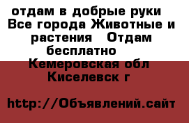 отдам в добрые руки - Все города Животные и растения » Отдам бесплатно   . Кемеровская обл.,Киселевск г.